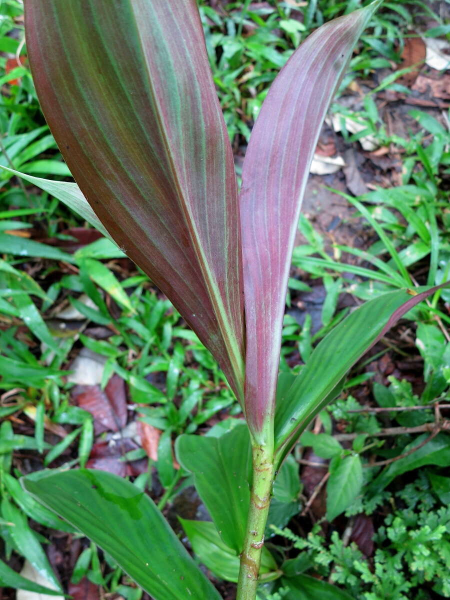 Imagem de Chamaecostus fusiformis (Maas) C. D. Specht & D. W. Stev.