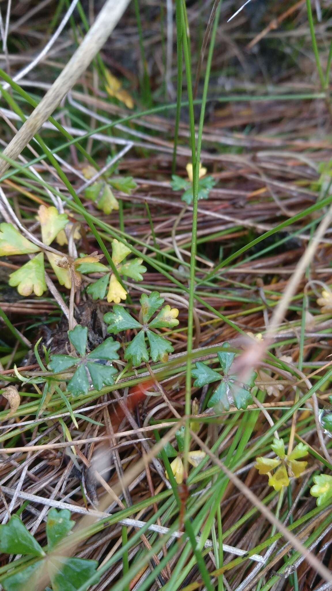 Image of Hydrocotyle muscosa R. Br. ex A. Rich.