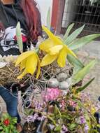 Image of Daffodil orchid