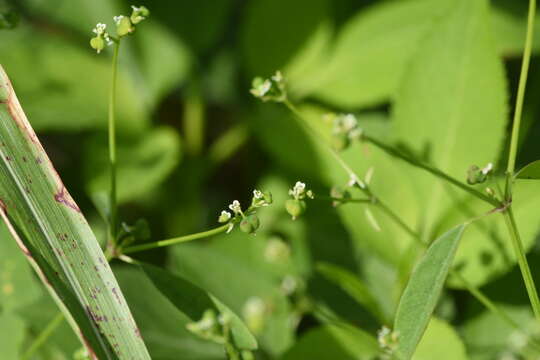 Image of grassleaf spurge