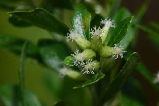 Image of Santo Domingo false willow