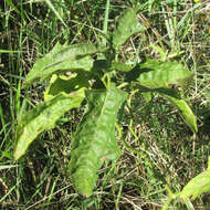 Imagem de Solanum dimidiatum Rafin.