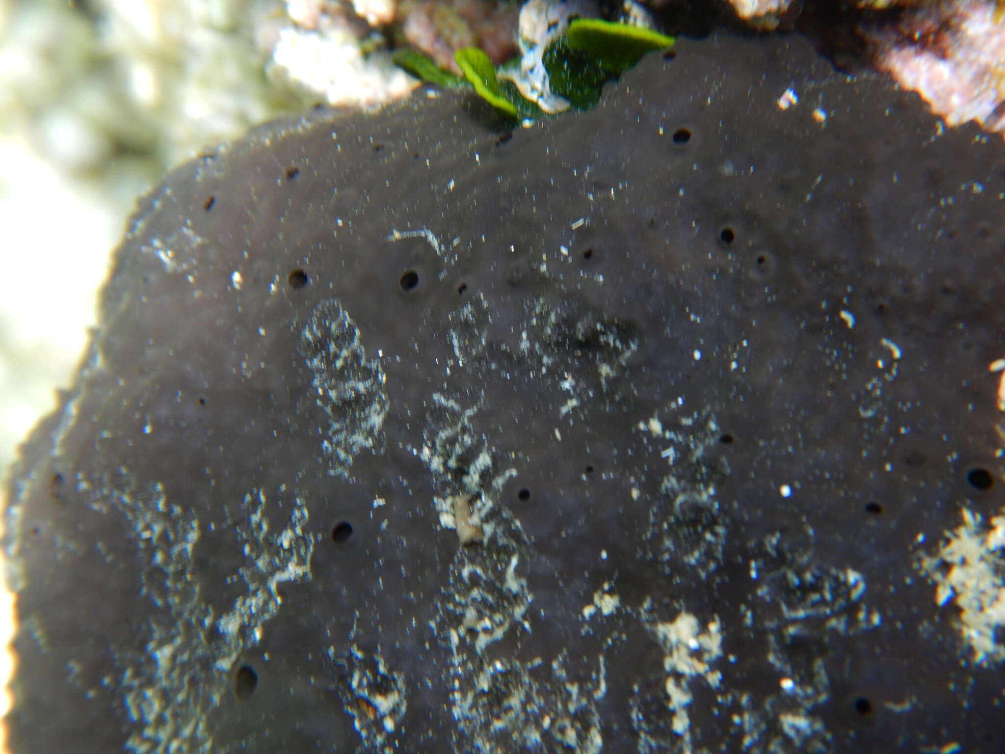 Image of black leather sponge