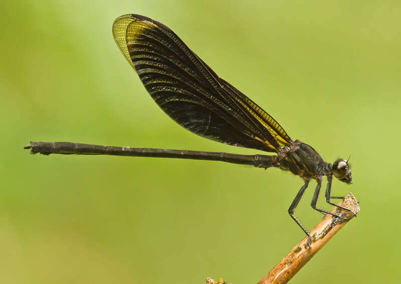 Image of Euphaea masoni Selys 1879