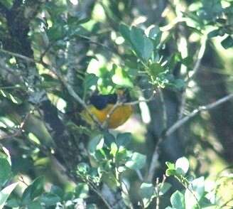 Euphonia violacea aurantiicollis Bertoni & AW 1901的圖片