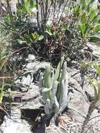 Image of Kalanchoe integrifolia Baker