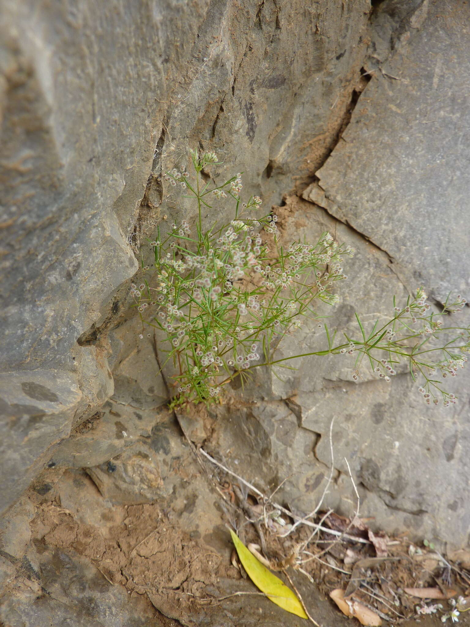 Plancia ëd Galium setaceum Lam.