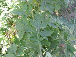 Image of Artemisia argyi H. Lév. & Vaniot