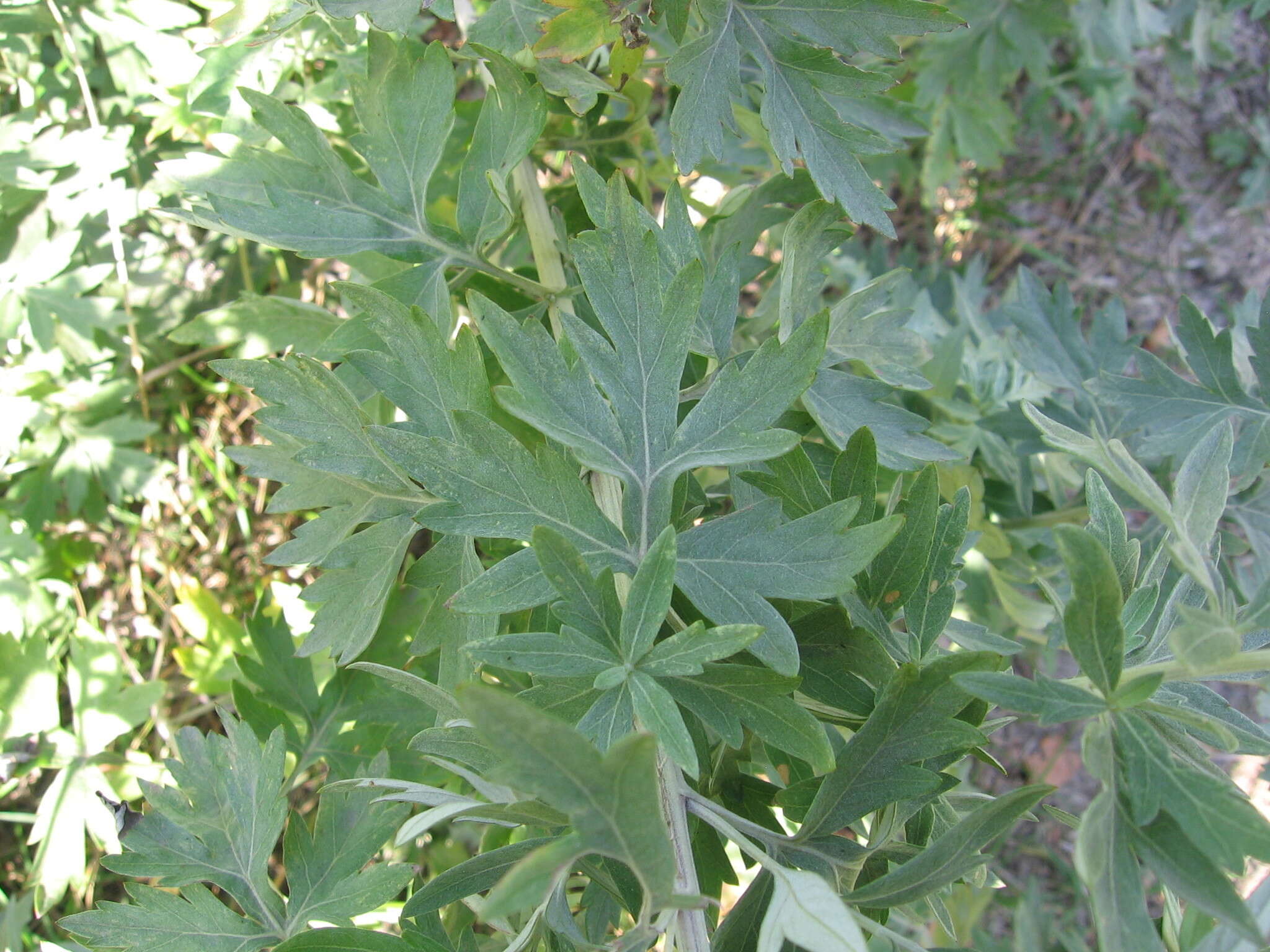 Image of Artemisia argyi H. Lév. & Vaniot