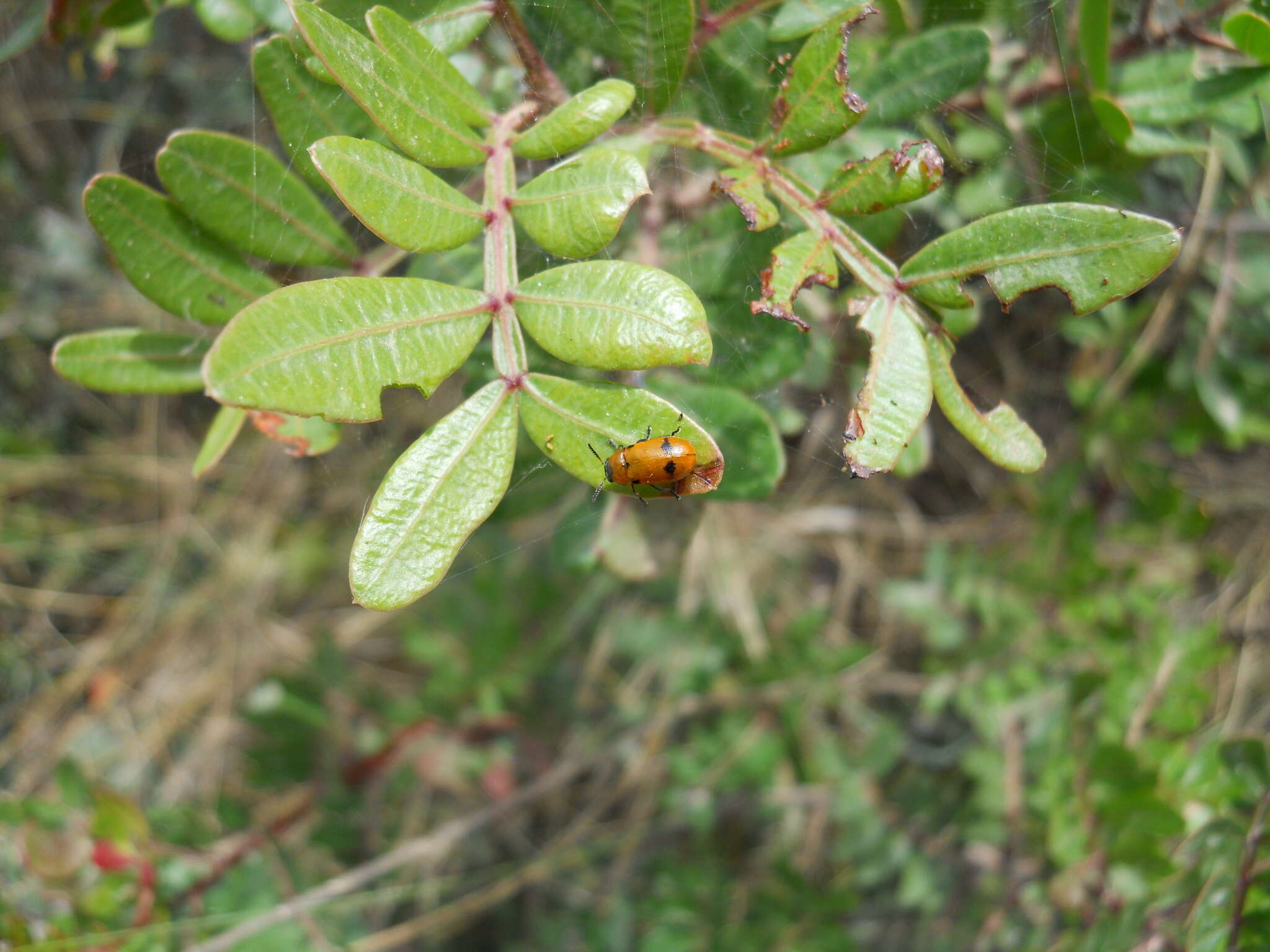 Image of <i>Macrolenes dentipes</i>