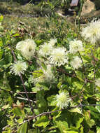 Image of pipestem clematis