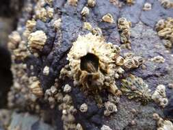 Image of thatched barnacle