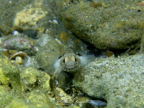 Image of Mediterranean Painted Goby