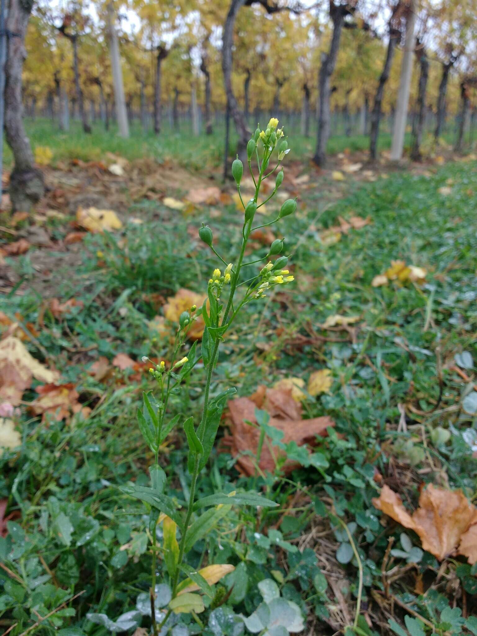 Imagem de Camelina sativa (L.) Crantz