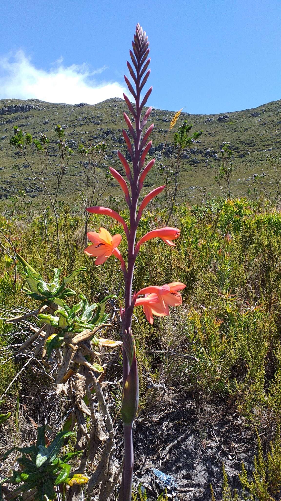 Plancia ëd Watsonia meriana var. meriana