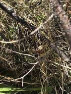 Image of Slevins’s Bunch Grass Lizard