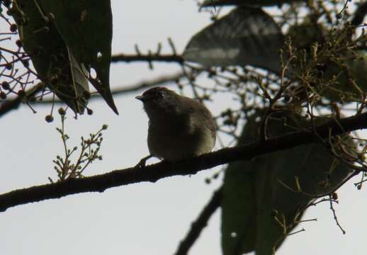 Image of Pygmy White-eye