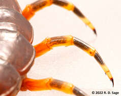 Image of Scolopendra viridicornis Newport 1844