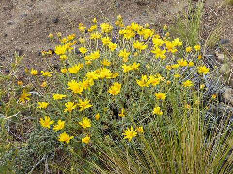 Imagem de Grindelia anethifolia (Phil.) A. Bartoli & R. D. Tortosa