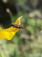 Rhabdoscytus costae (Reuter 1902)的圖片