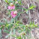 Image of Krameria secundiflora