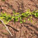 Sivun Croton socotranus Balf. fil. kuva