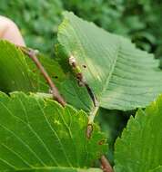 Image of Phyllonorycter argentinotella (Clemens 1859)