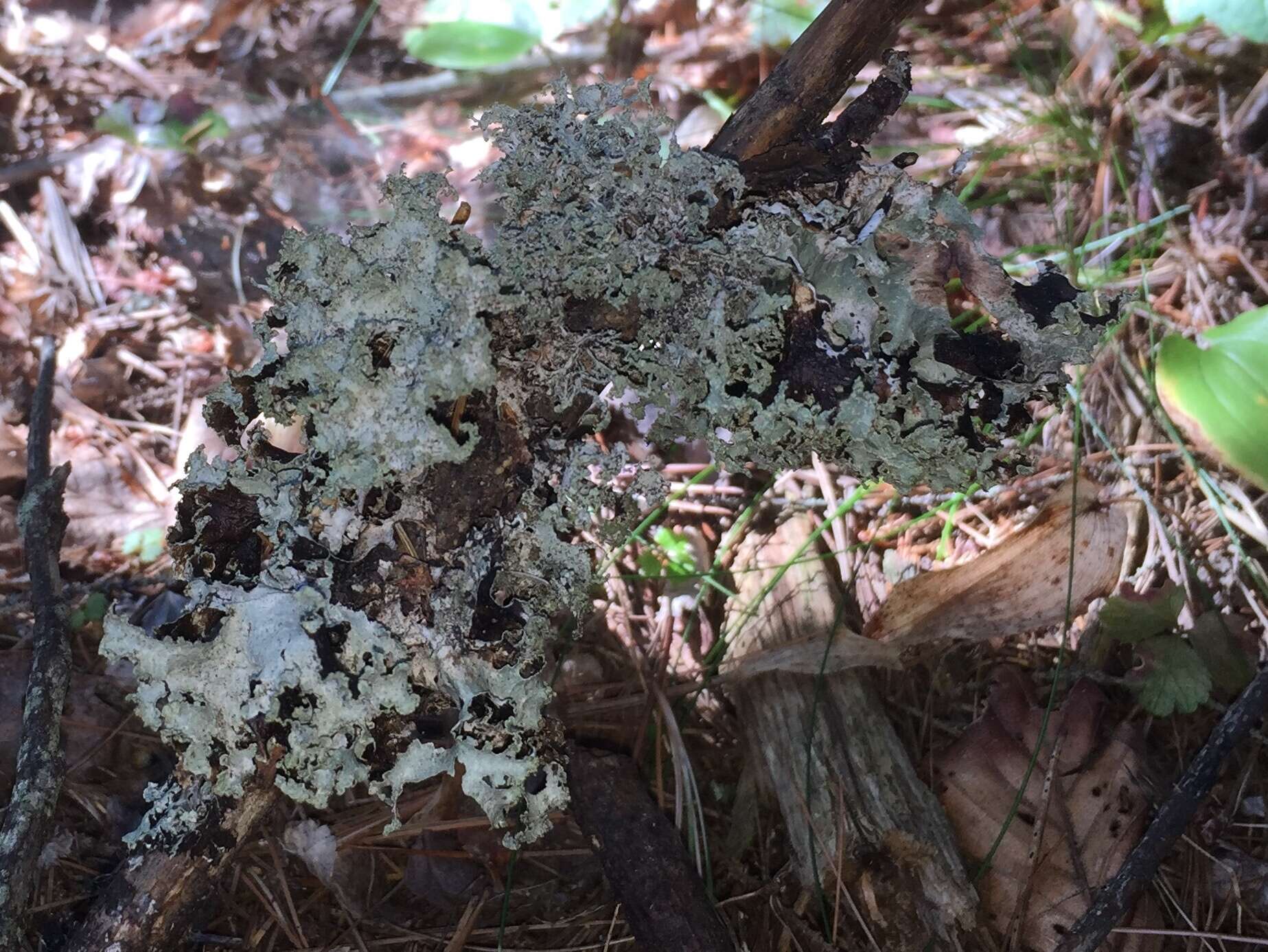 Image of Varied Rag Lichen