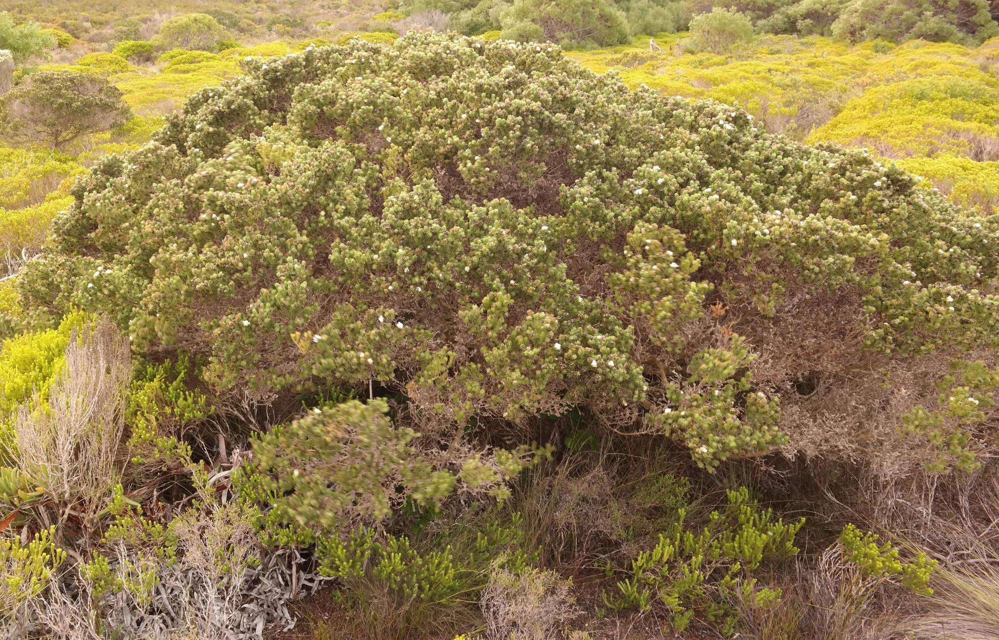 Image of Aspalathus forbesii Harv.