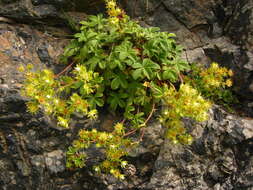 Image of Potentilla brachypetala Fisch. & Mey. ex Lehm.