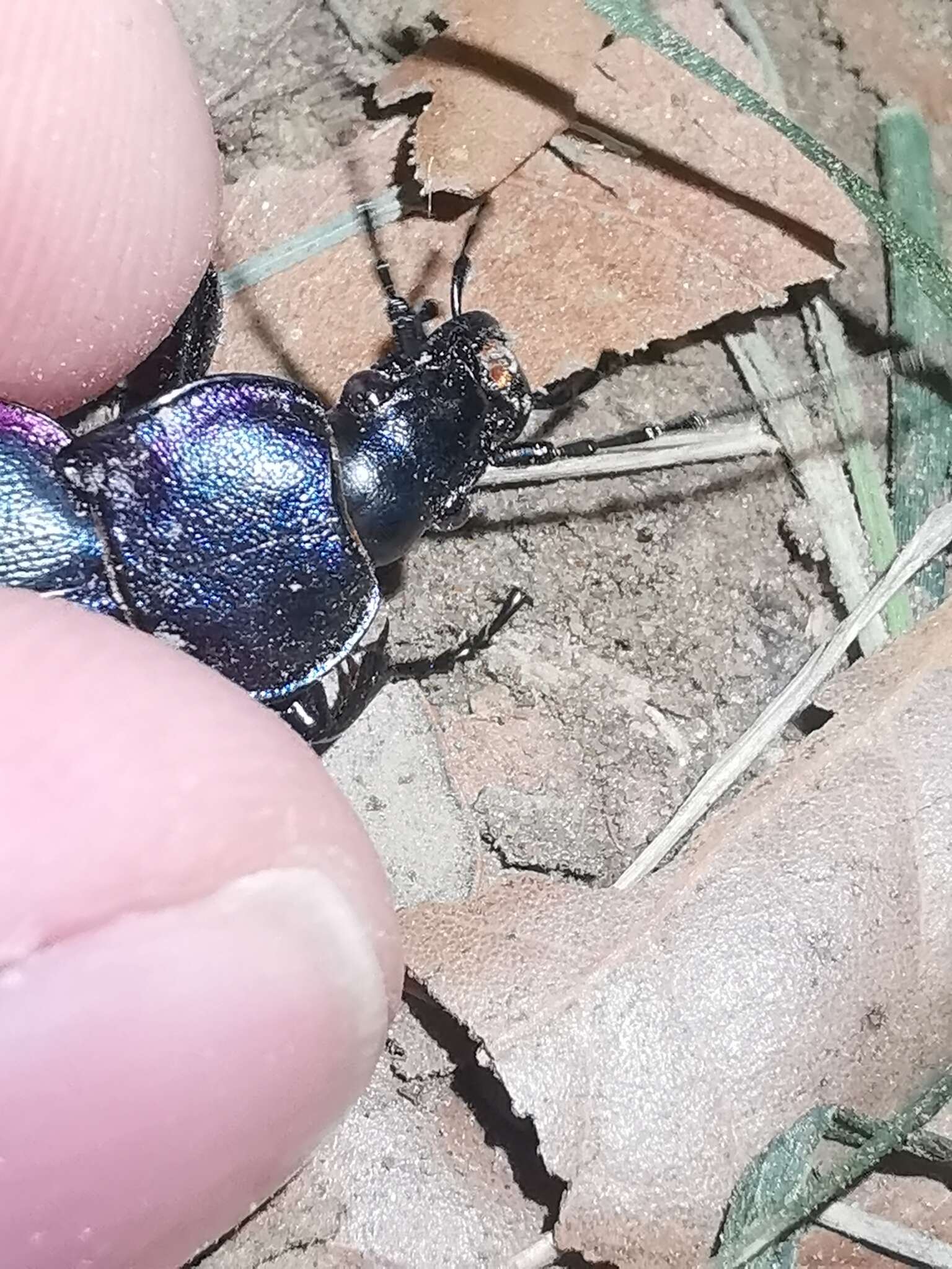 Image of Carabus (Megodontus) violaceus picenus A. & G. B. Villa 1838