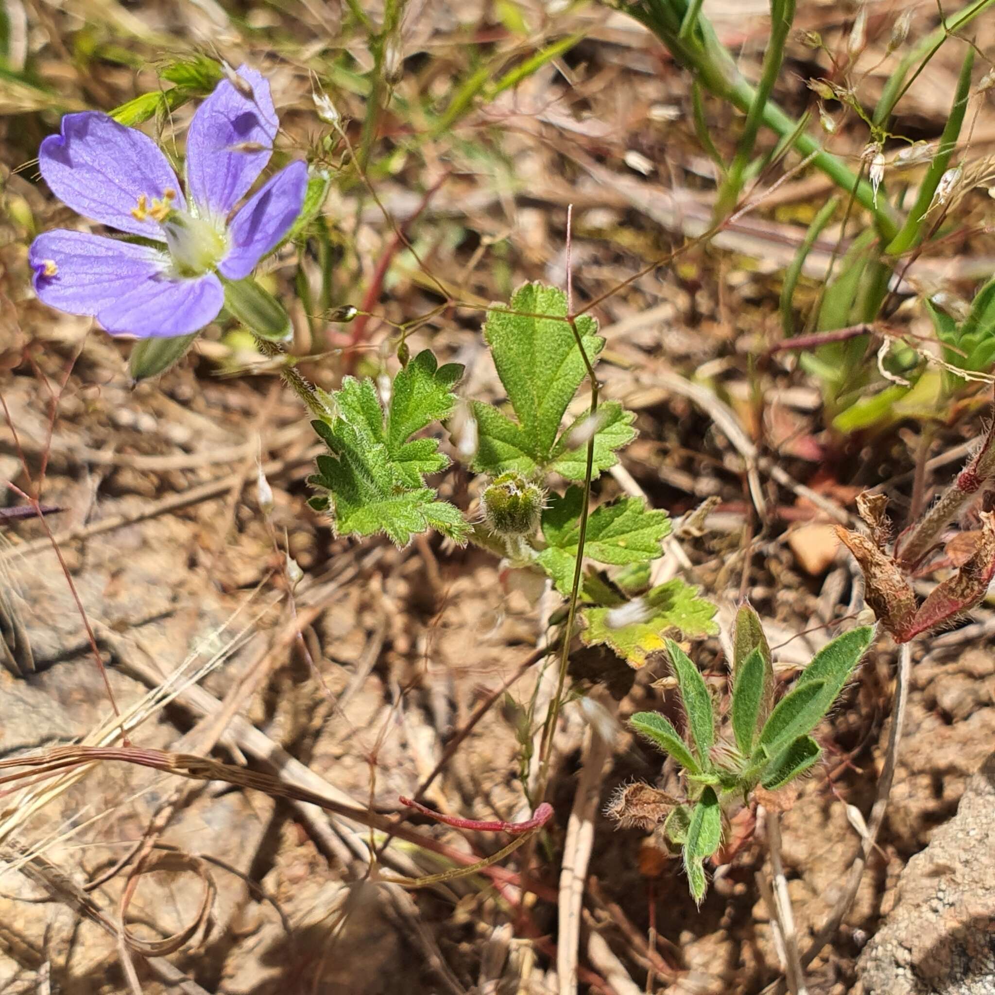 Слика од Erodium crinitum Carolin