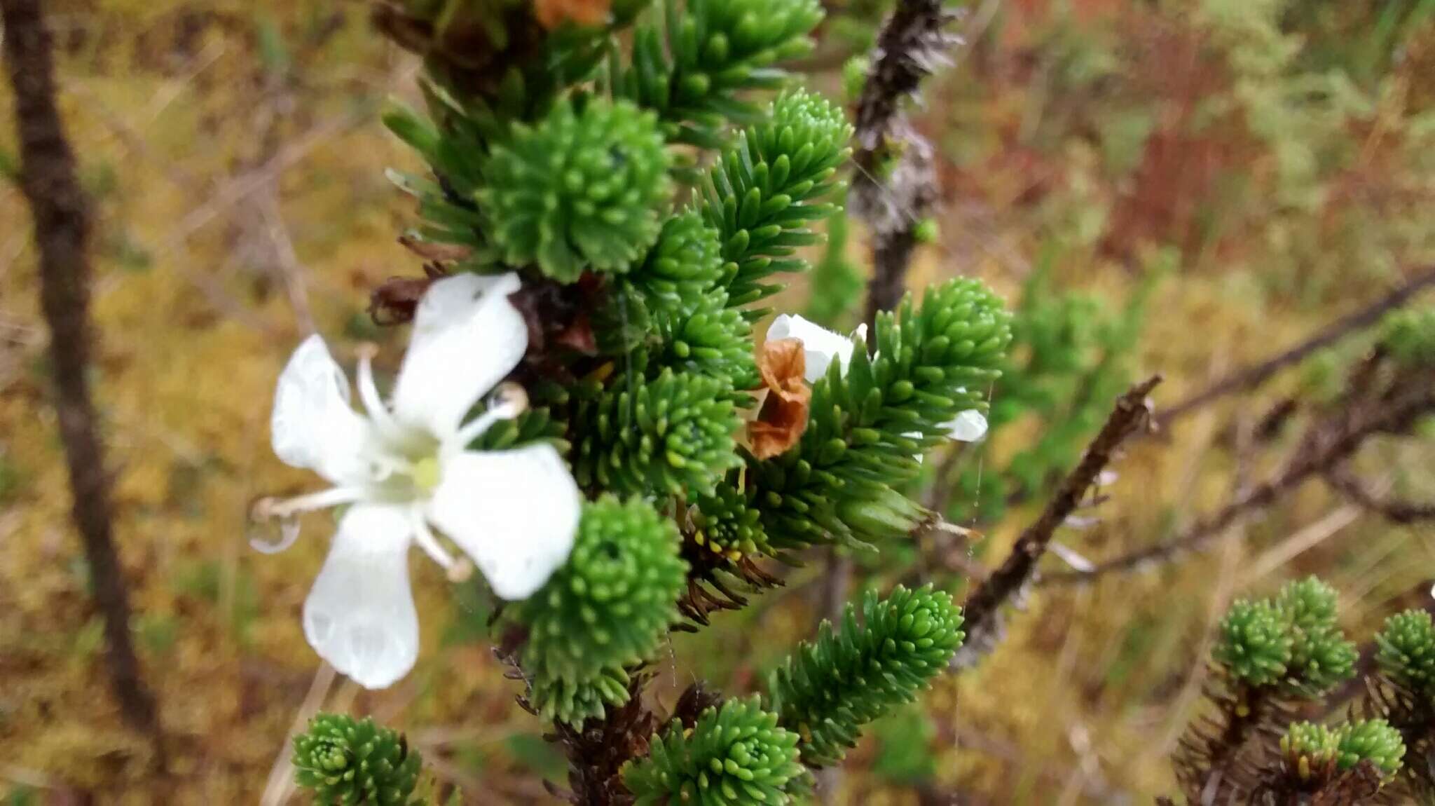 Aragoa abietina Kunth的圖片