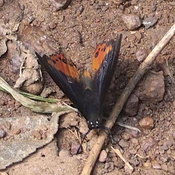 Imagem de Charaxes anticlea Drury 1782