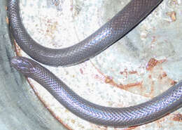 Image of Common Purple-glossed Snake