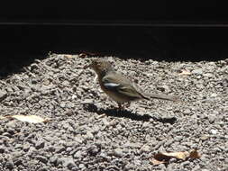 Image of La Palma Chaffinch