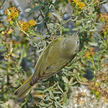 Image of Leiothlypis celata lutescens (Ridgway 1872)