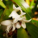 Image of Angraecum bracteosum Balf. fil. & S. Moore