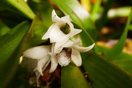 Image de Angraecum bracteosum Balf. fil. & S. Moore