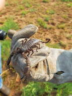 Image of Magaliesberg Rock Scorpion