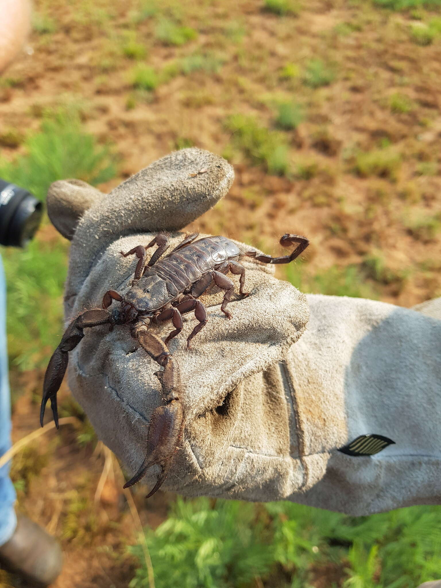 Image of Magaliesberg Rock Scorpion