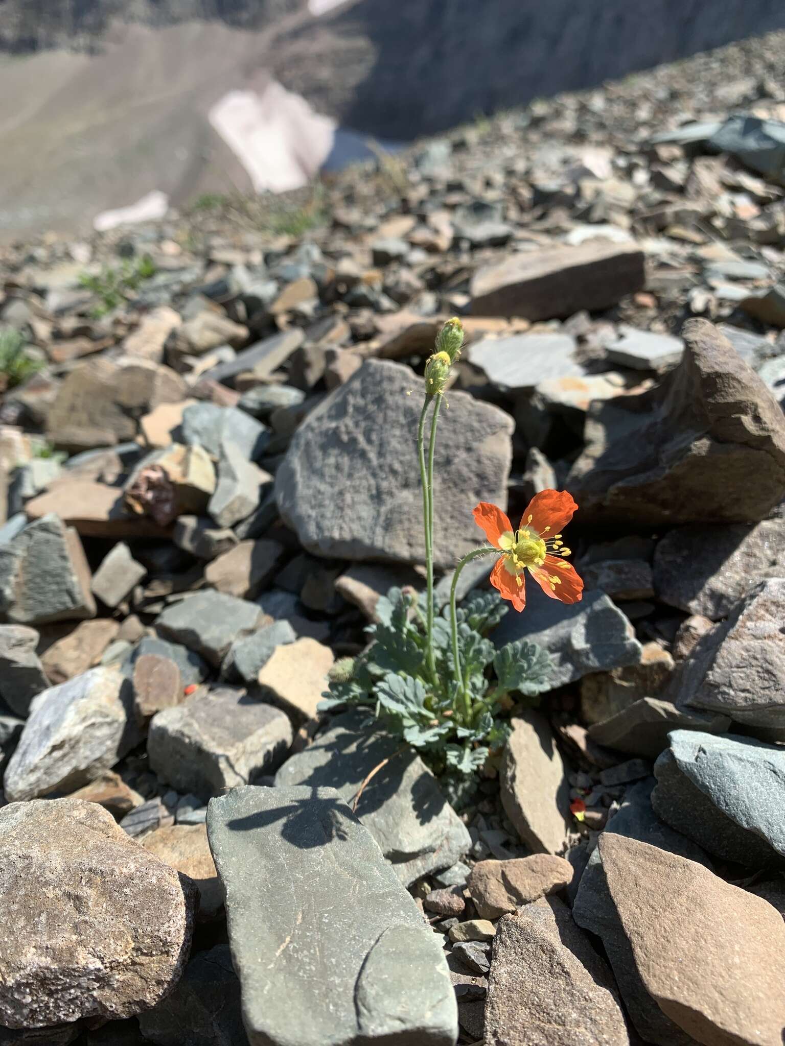 Image of alpine poppy