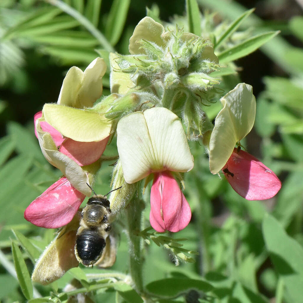 Image of Small-handed Leaf-cutter Bee