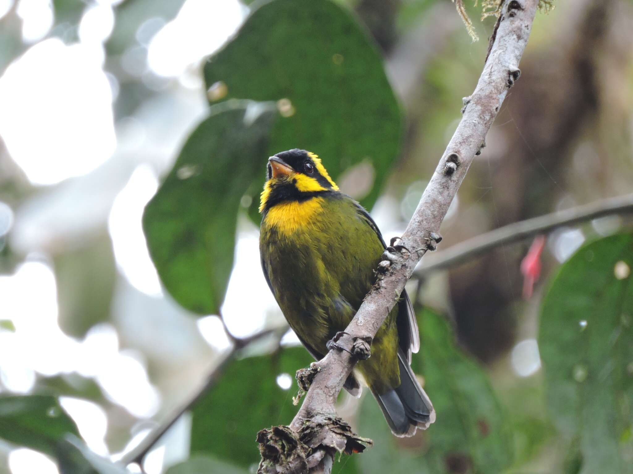 Image of Gold-ringed Tanager