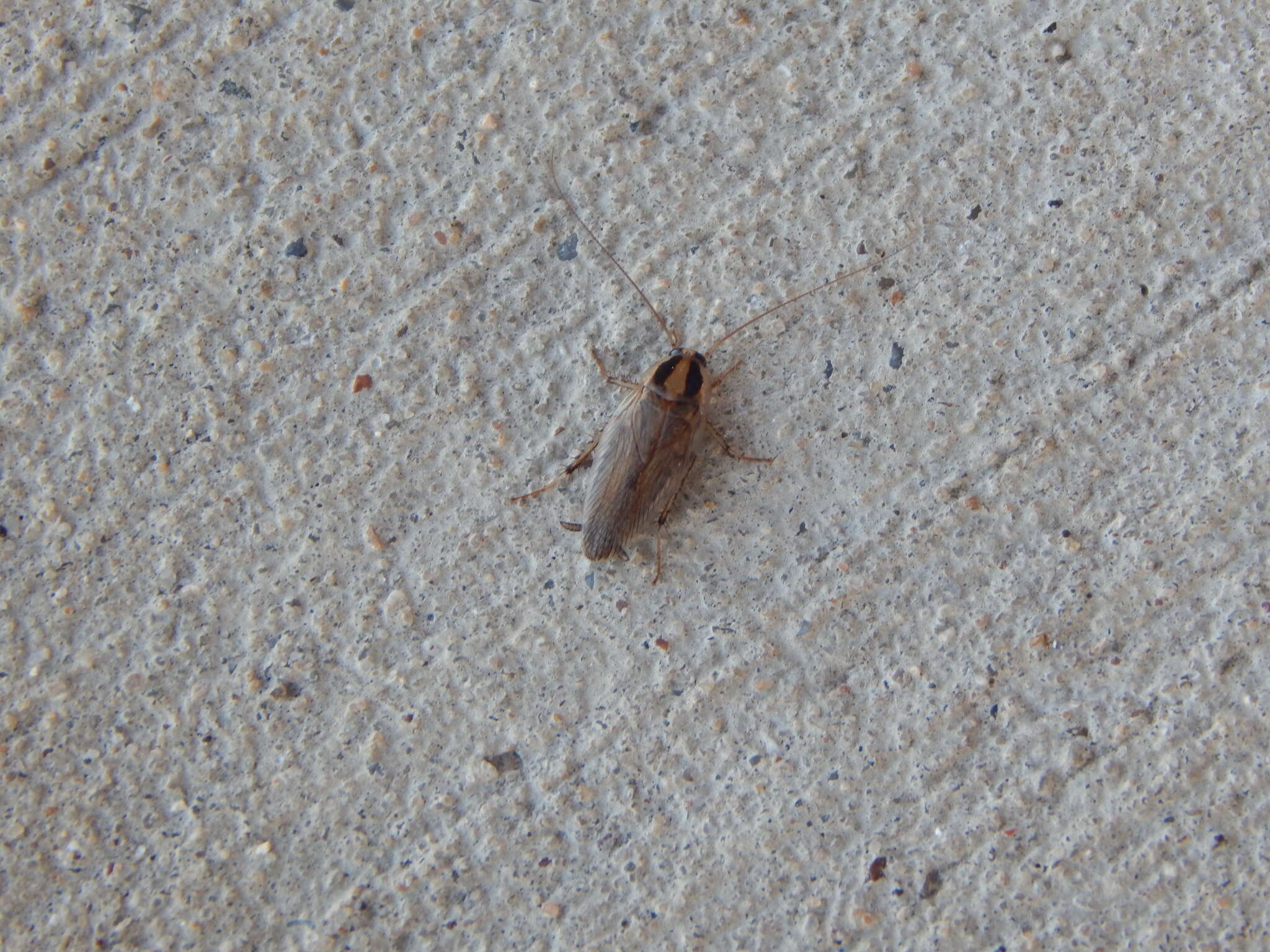 Image of Field Cockroach