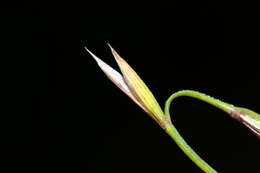 Слика од Elymus gmelinii (Trin.) Tzvelev