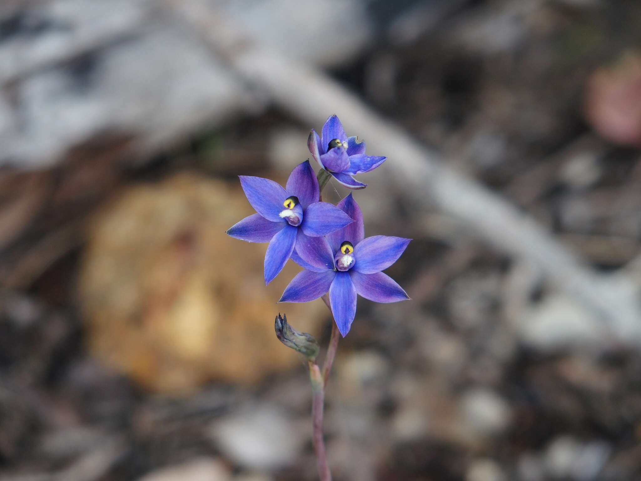 صورة Thelymitra graminea Lindl.