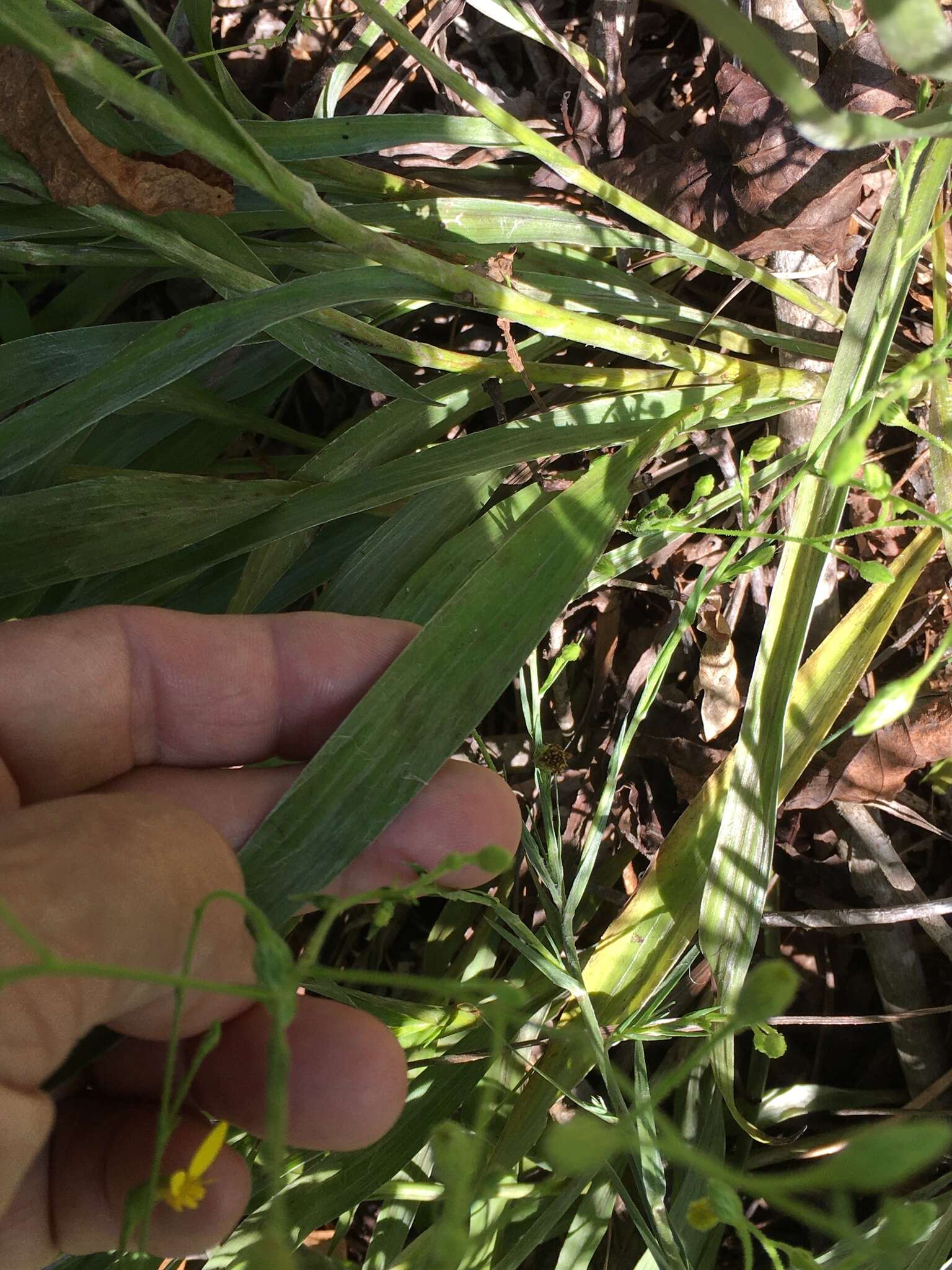 Pityopsis aspera var. adenolepis (Fern.) J. C. Semple & F. D. Bowers resmi