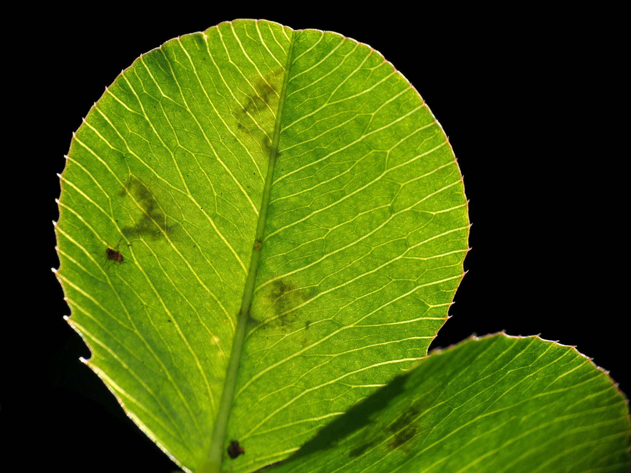 Image of Leaf miner moth