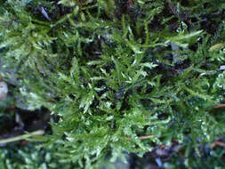 Image of cold brachythecium moss